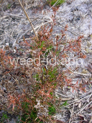 juniper-leaf